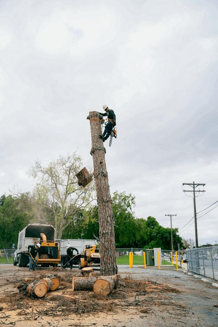 Images Gutierrez & Sons Tree Services and Landscaping