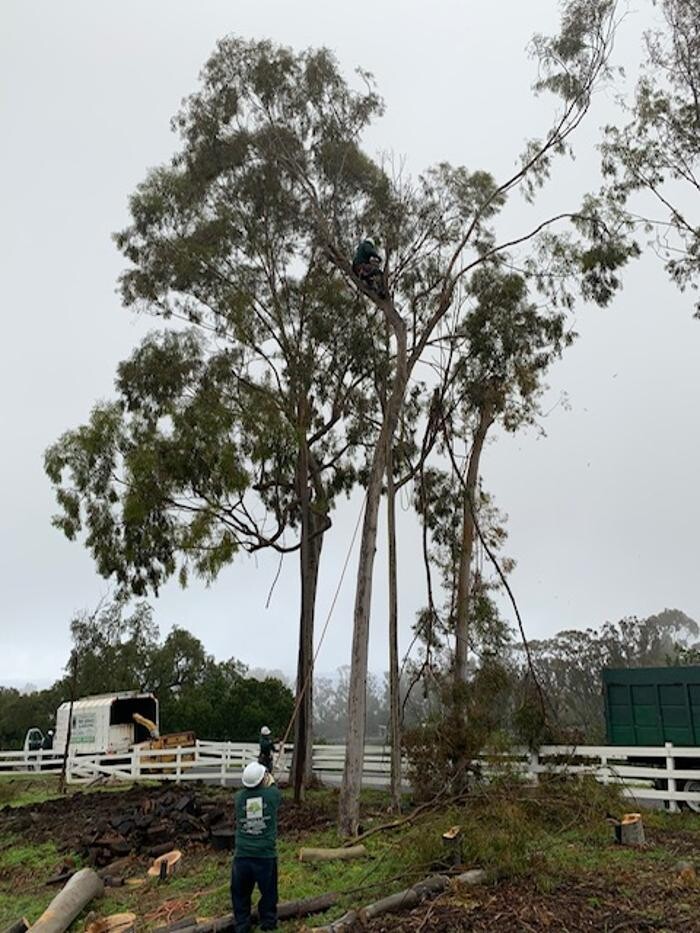 Images Gutierrez & Sons Tree Services and Landscaping