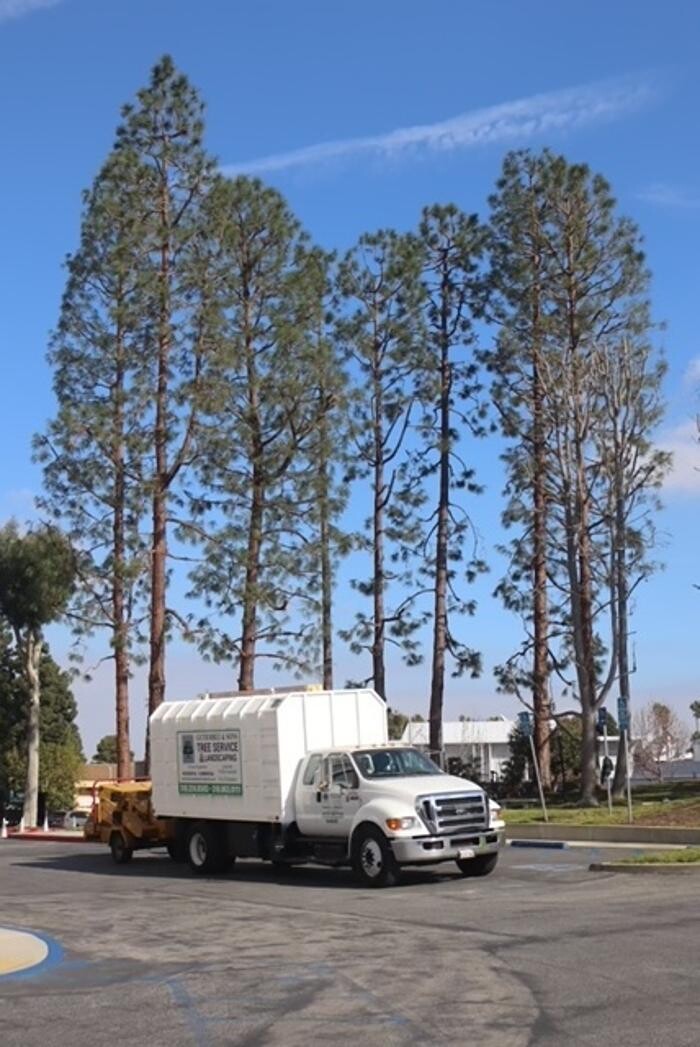 Images Gutierrez & Sons Tree Services and Landscaping