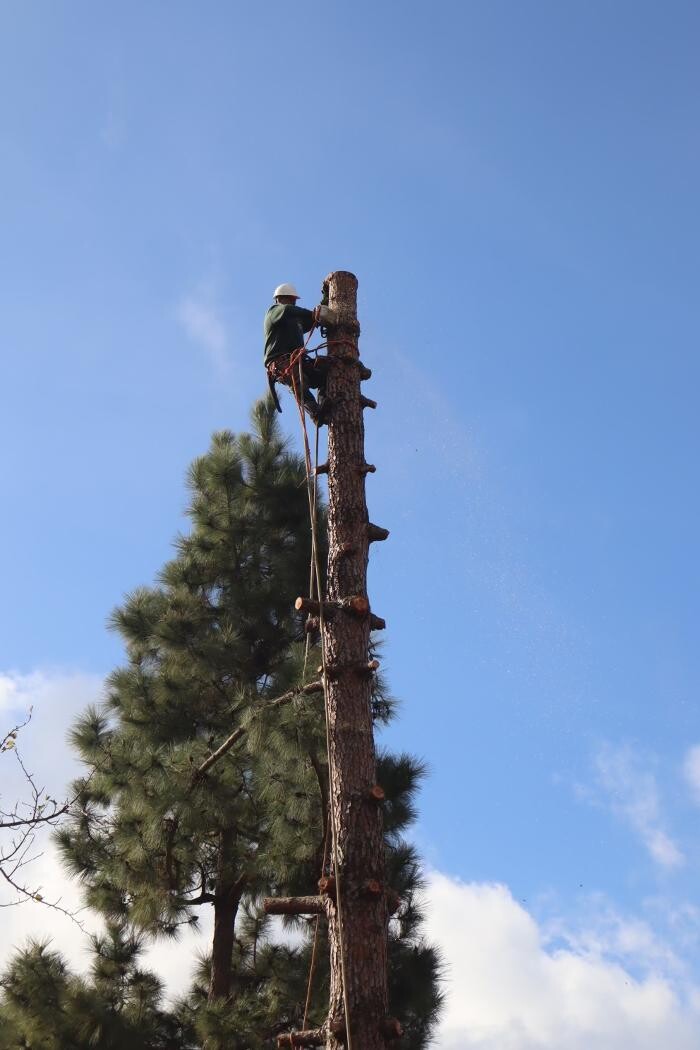 Images Gutierrez & Sons Tree Services and Landscaping
