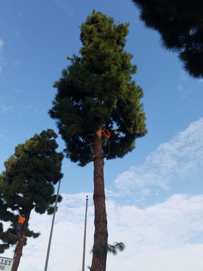 Images Gutierrez & Sons Tree Services and Landscaping