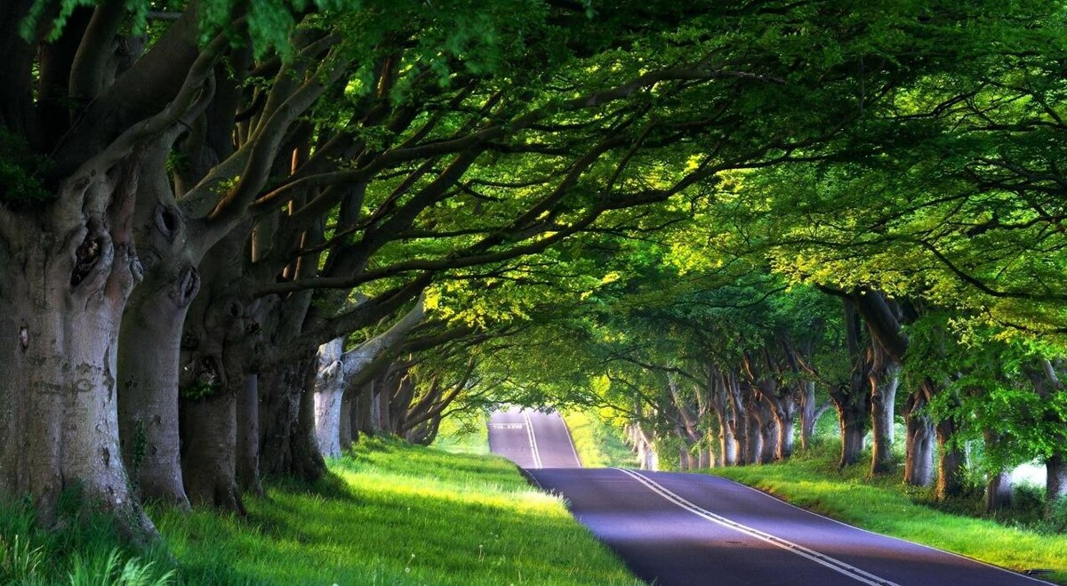 Images Gutierrez & Sons Tree Services and Landscaping