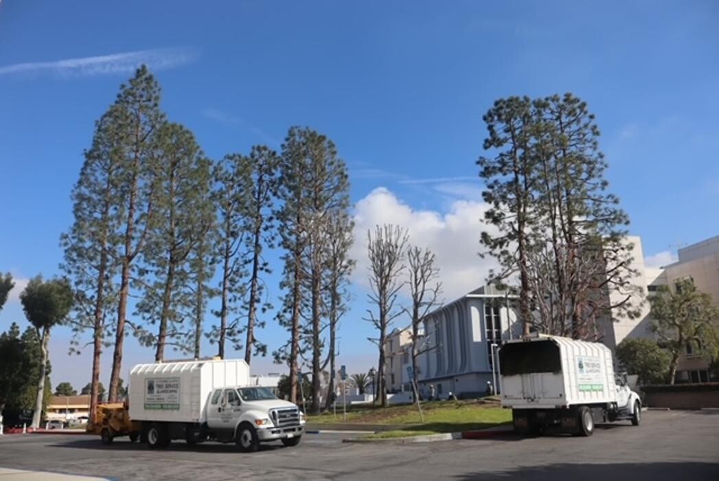 Images Gutierrez & Sons Tree Services and Landscaping