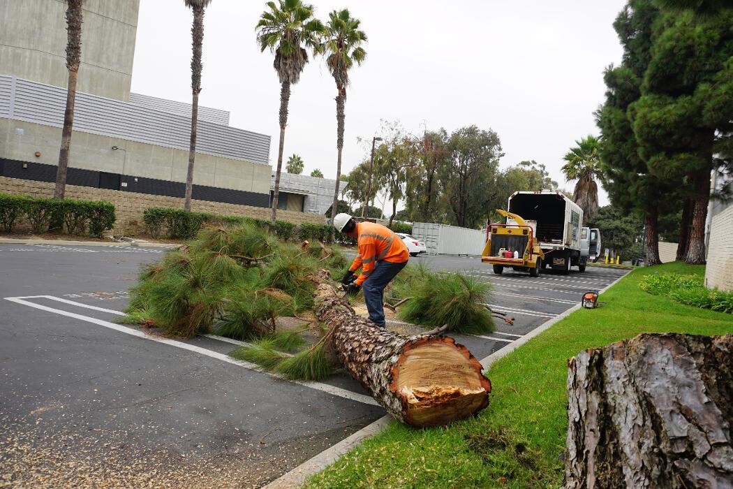 Images Gutierrez & Sons Tree Services and Landscaping