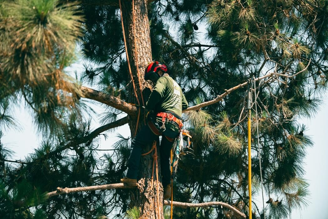 Images Gutierrez & Sons Tree Services and Landscaping