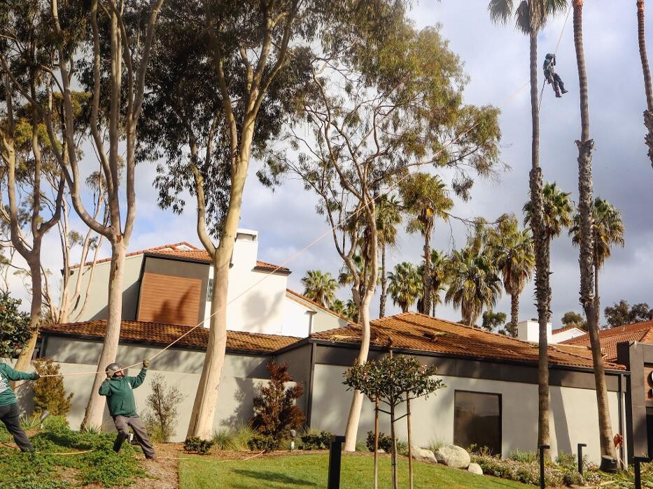 Images Gutierrez & Sons Tree Services and Landscaping