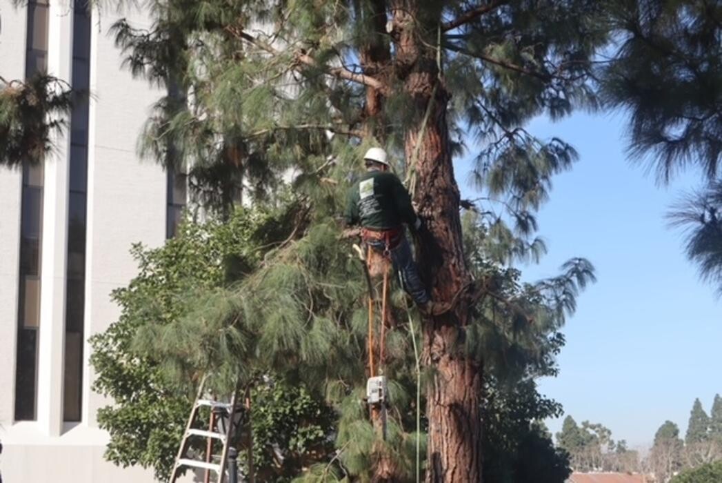 Images Gutierrez & Sons Tree Services and Landscaping