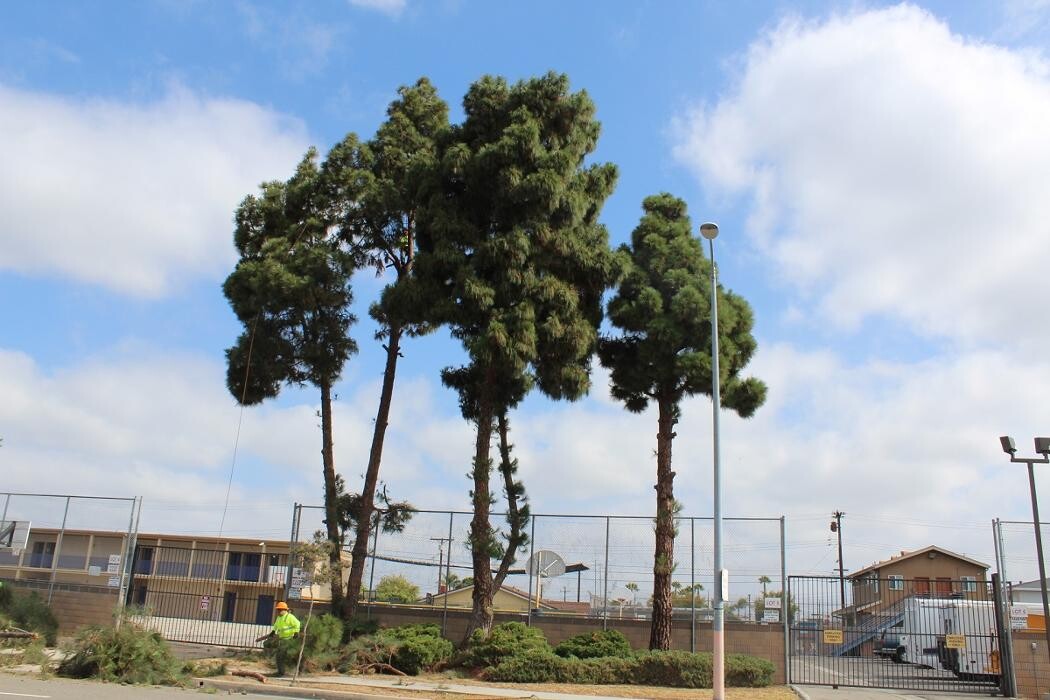 Images Gutierrez & Sons Tree Services and Landscaping