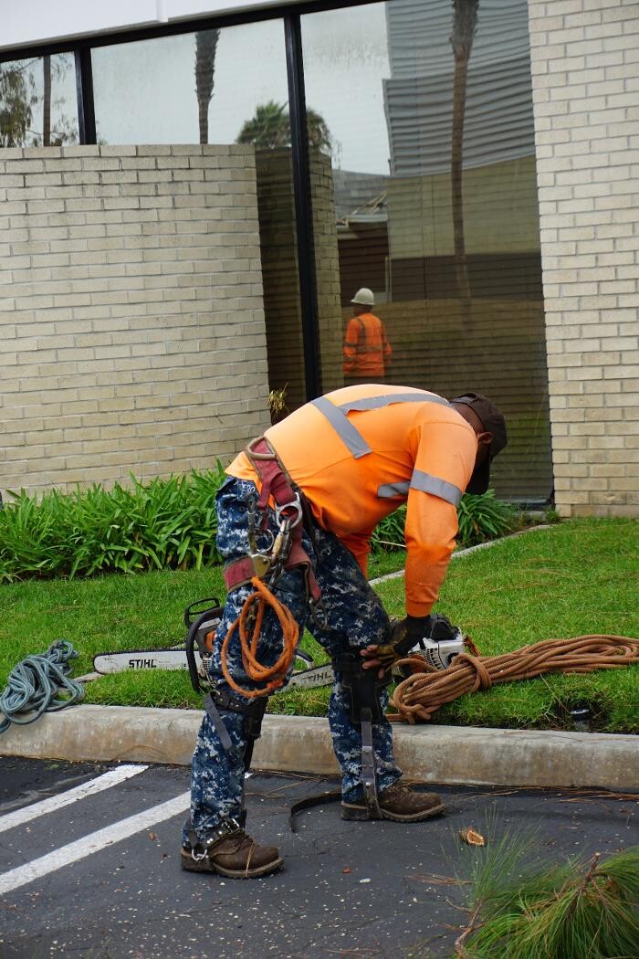 Images Gutierrez & Sons Tree Services and Landscaping