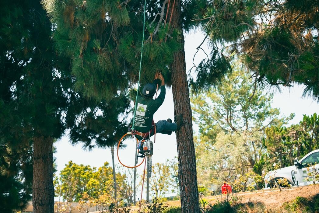 Images Gutierrez & Sons Tree Services and Landscaping