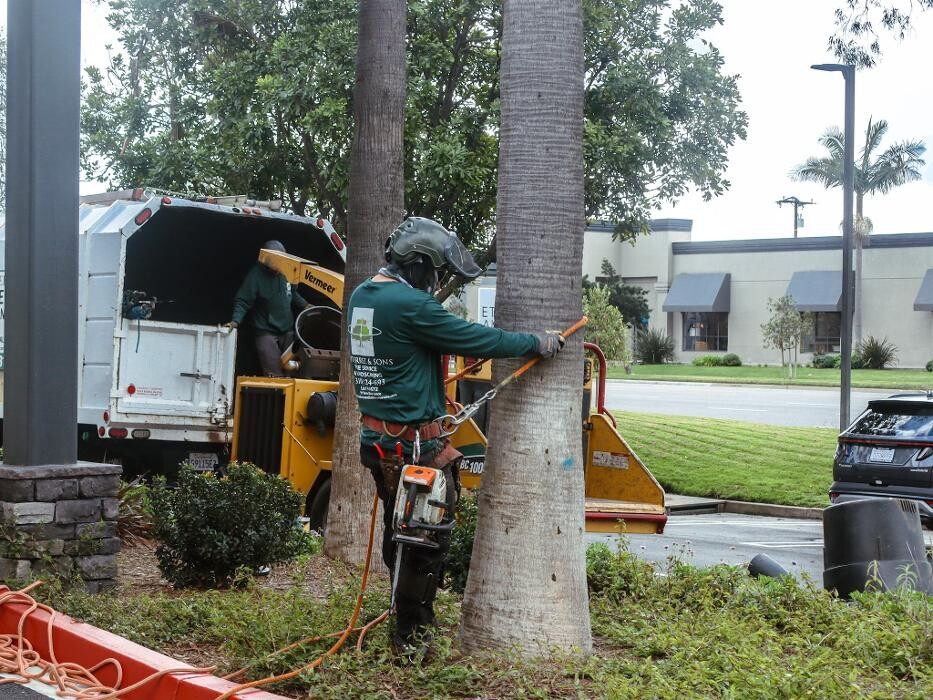 Images Gutierrez & Sons Tree Services and Landscaping