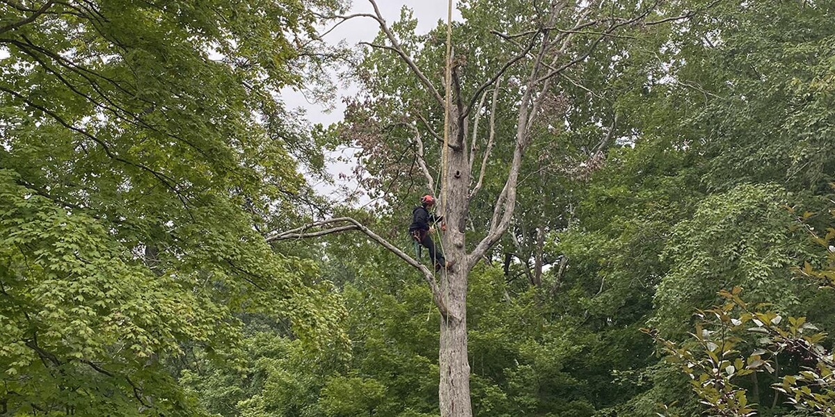 Images Gutierrez & Sons Tree Services and Landscaping