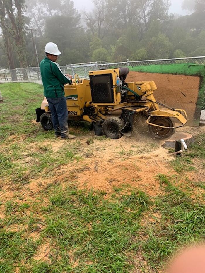 Images Gutierrez & Sons Tree Services and Landscaping