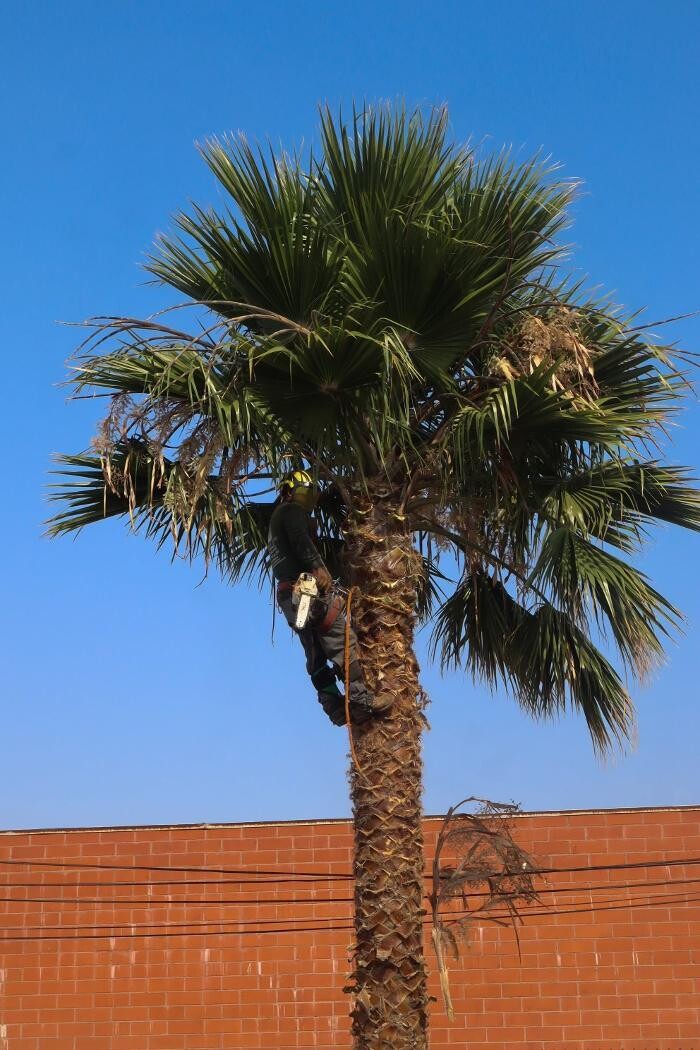 Images Gutierrez & Sons Tree Services and Landscaping