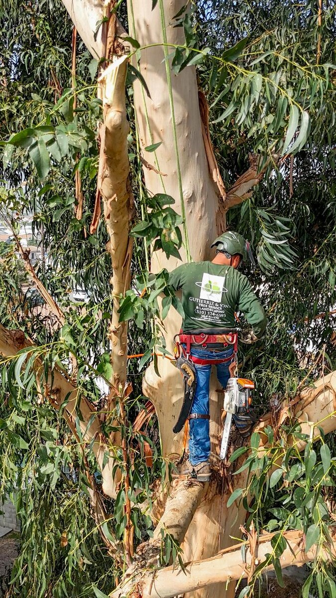 Images Gutierrez & Sons Tree Services and Landscaping
