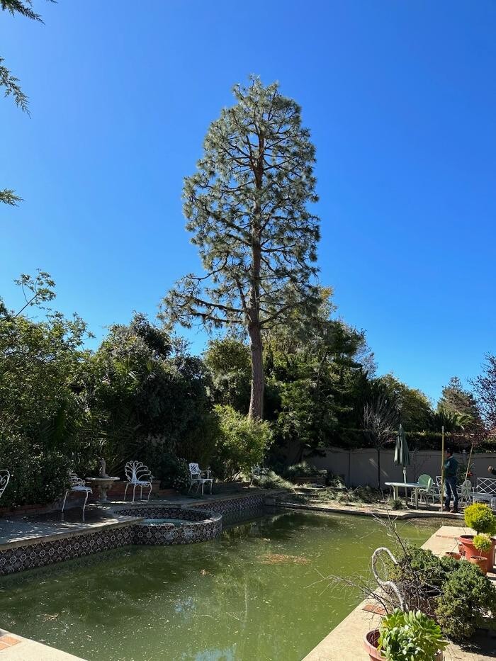 Images Gutierrez & Sons Tree Services and Landscaping