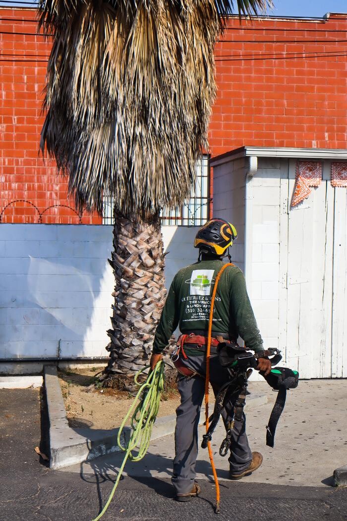 Images Gutierrez & Sons Tree Services and Landscaping