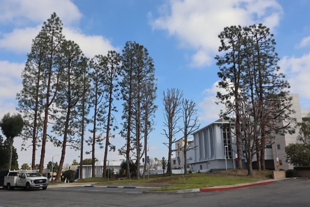 Images Gutierrez & Sons Tree Services and Landscaping