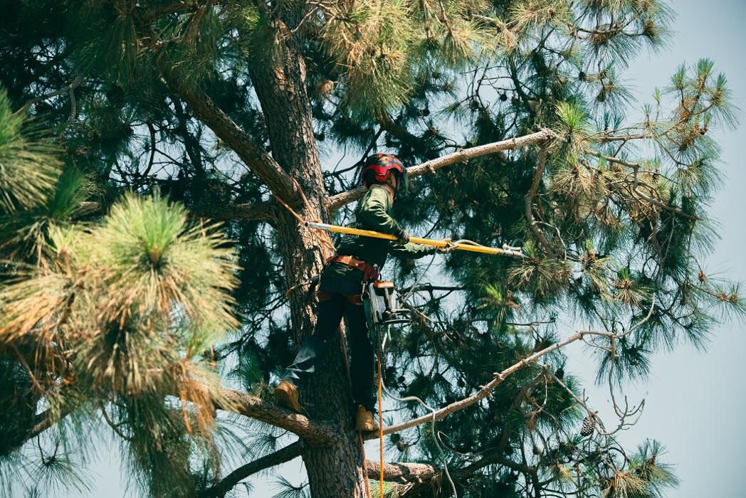 Images Gutierrez & Sons Tree Services and Landscaping