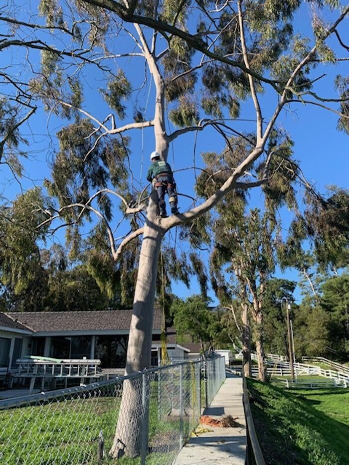Images Gutierrez & Sons Tree Services and Landscaping