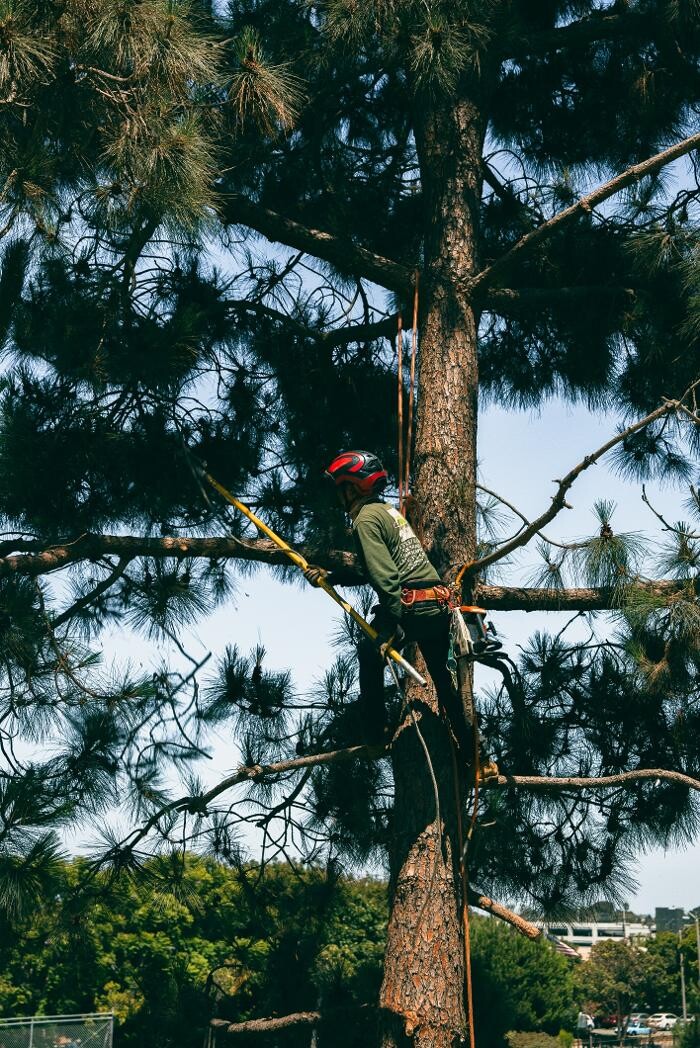 Images Gutierrez & Sons Tree Services and Landscaping