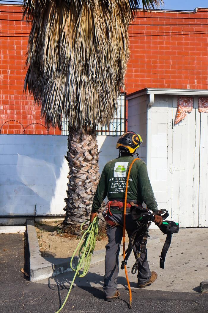 Images Gutierrez & Sons Tree Services and Landscaping