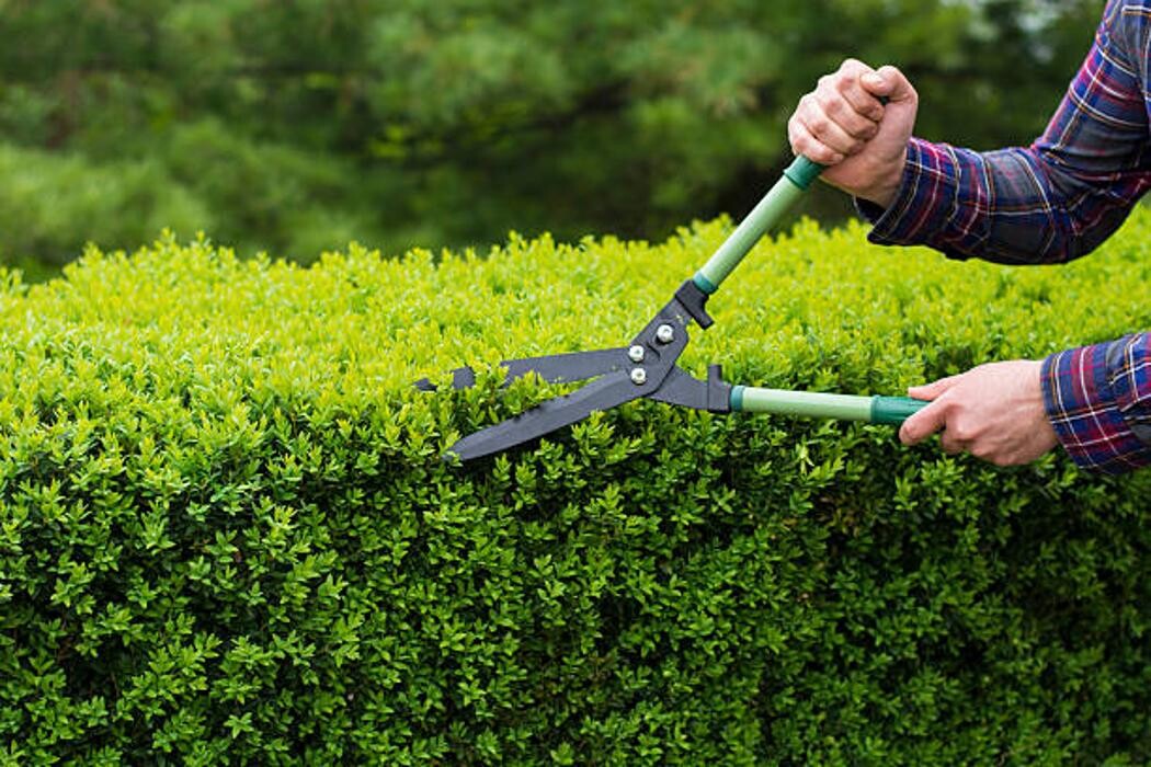 Images Gutierrez & Sons Tree Services and Landscaping