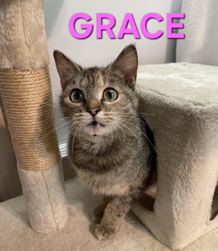 Images Mercer Humane Society, KY