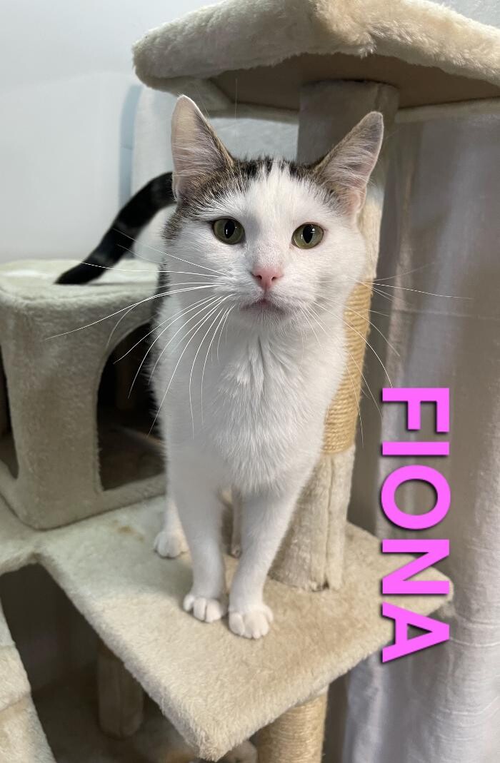 Images Mercer Humane Society, KY