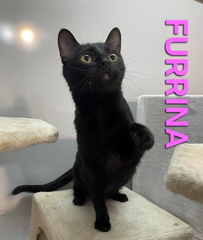 Images Mercer Humane Society, KY