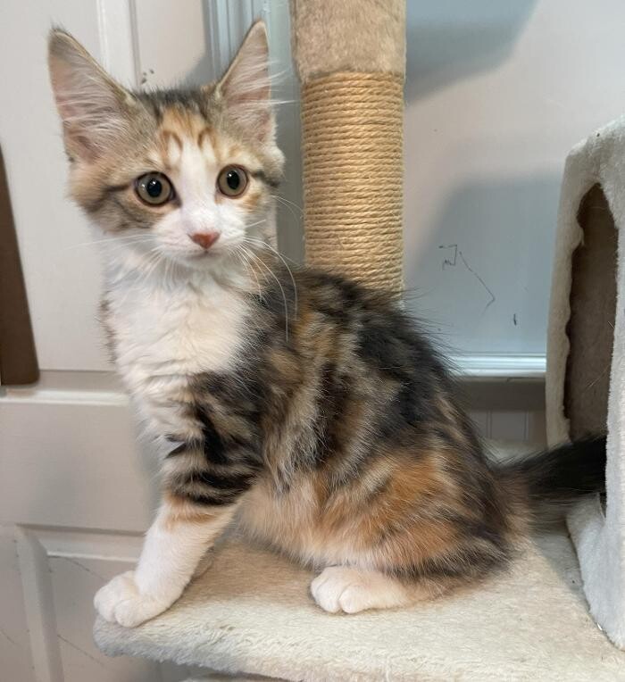 Images Mercer Humane Society, KY