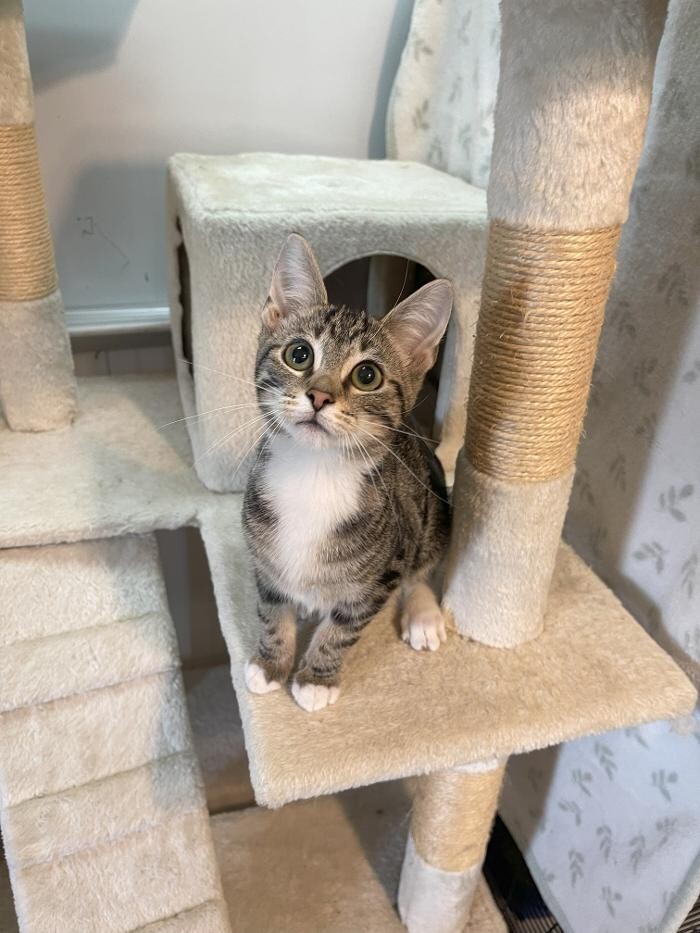 Images Mercer Humane Society, KY