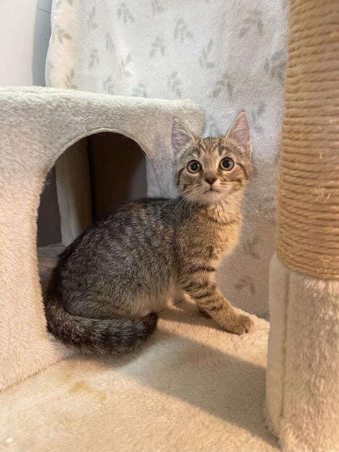 Images Mercer Humane Society, KY