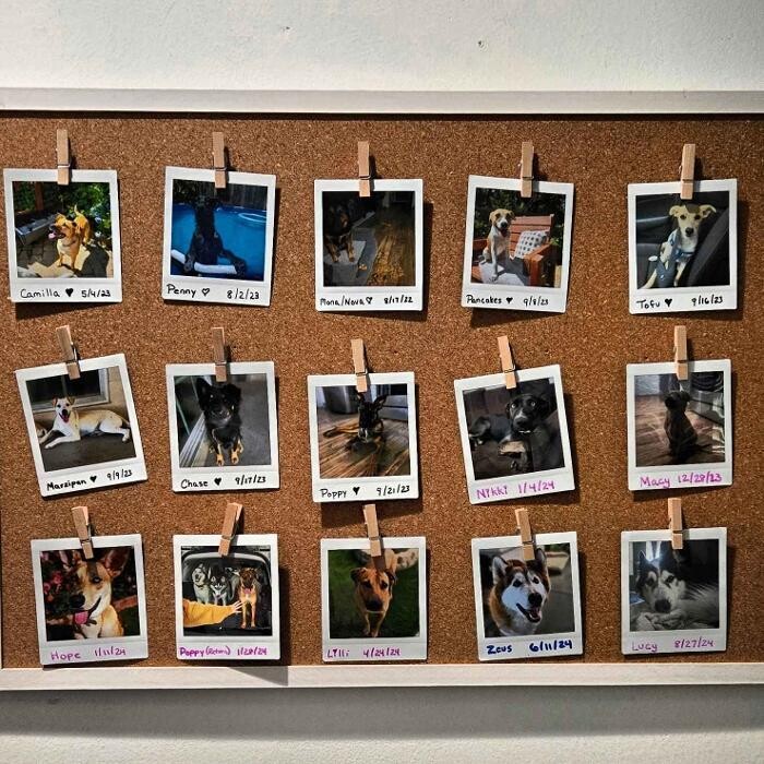 Images Feels Like Home: Dog Care