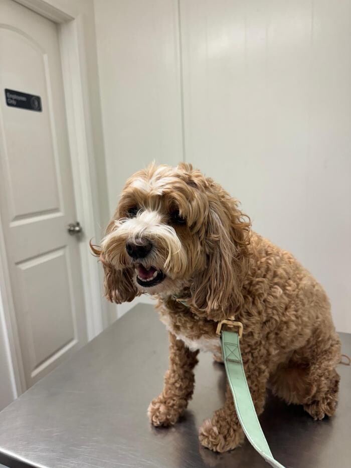 Images Beach Garfield Veterinary Hospital