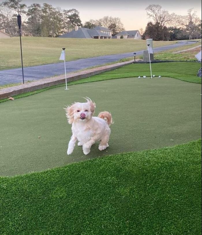 Images Innovative Turf Design - Artificial Turf Spec