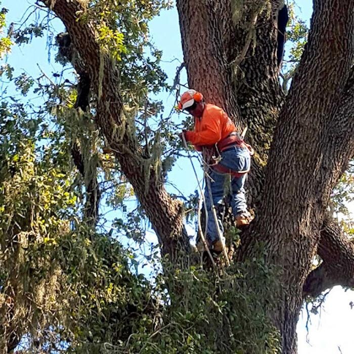Images ACE Certified Tree Care