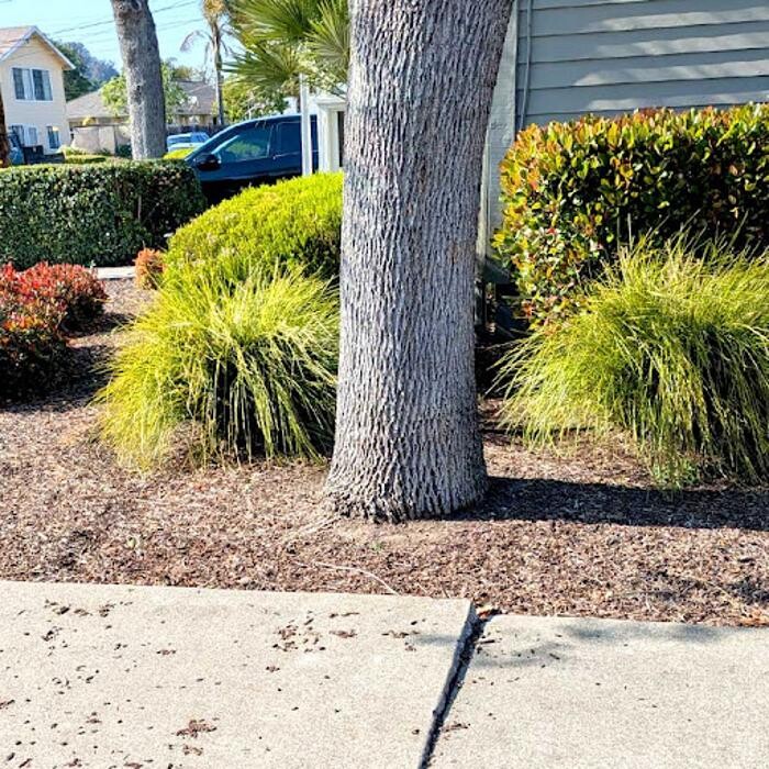 Images ACE Certified Tree Care