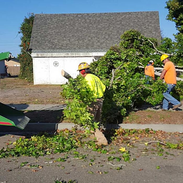 Images ACE Certified Tree Care