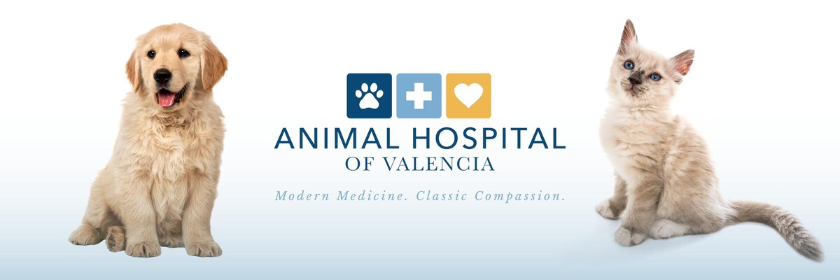 Images Animal Hospital of Valencia