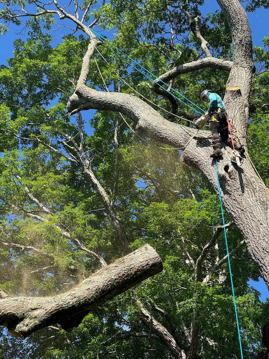 Images JMS Tree Service