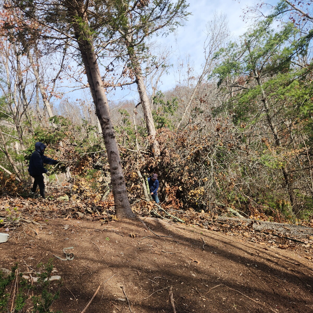 Images JMS Tree Service