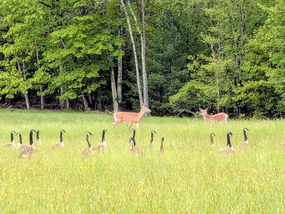 Images Dorflinger-Suydam Wildlife Sanctuary