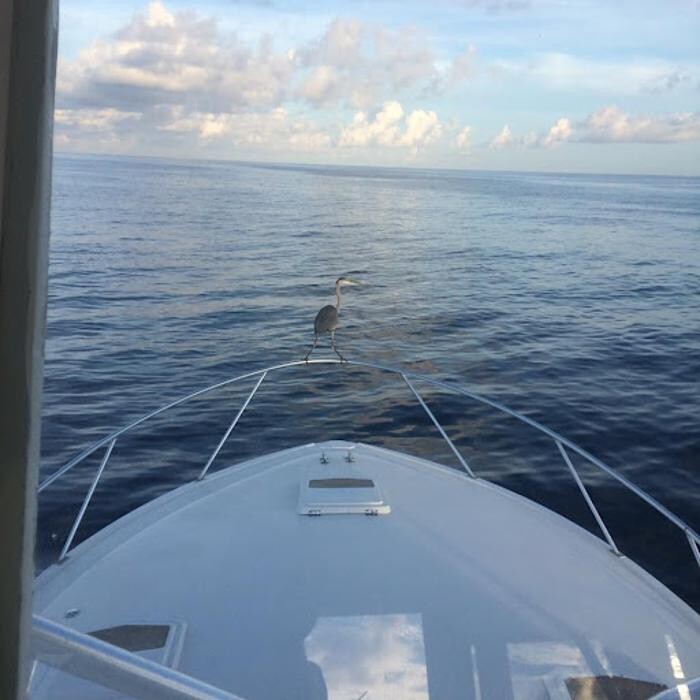 Images Charter Boat Special K