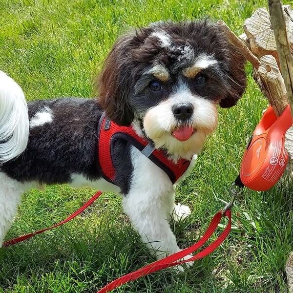 Images The Barrie Inn