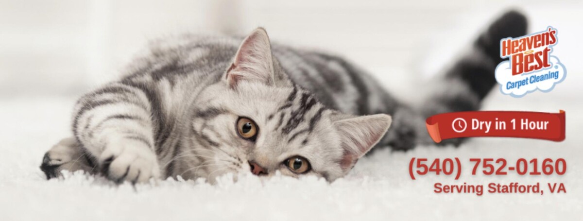 Images Heaven's Best Carpet & Upholstery Cleaning