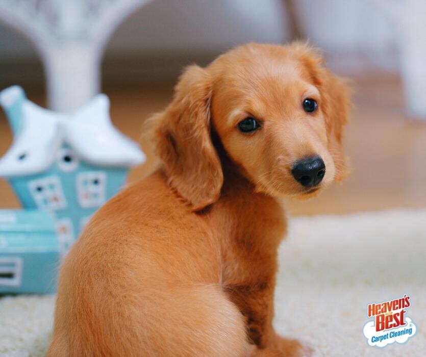 Images Heaven's Best Carpet & Upholstery Cleaning