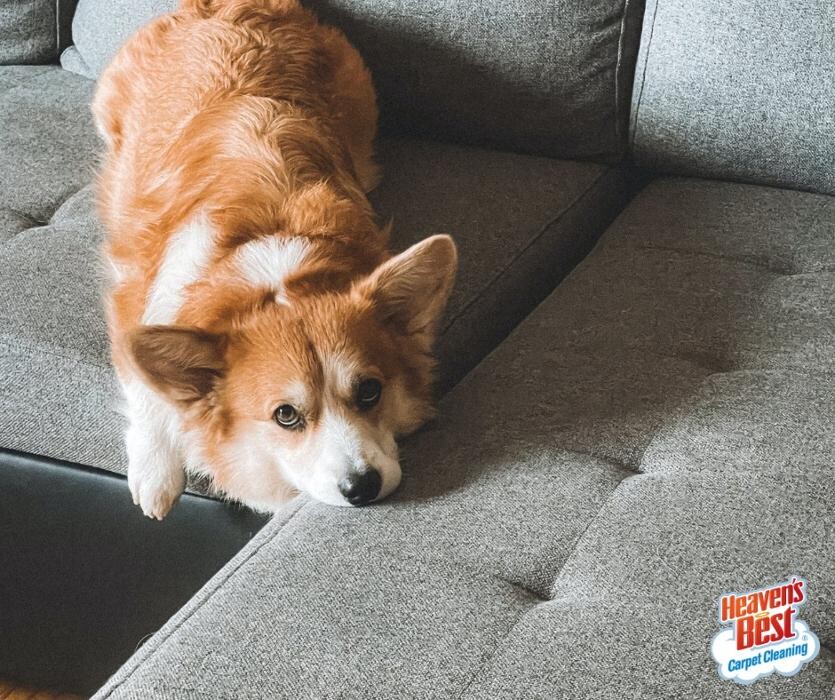 Images Heaven's Best Carpet & Upholstery Cleaning