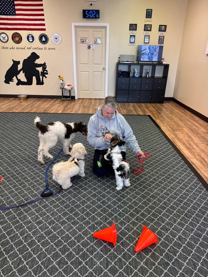 Images Pawz 4 Peeps Dog Training