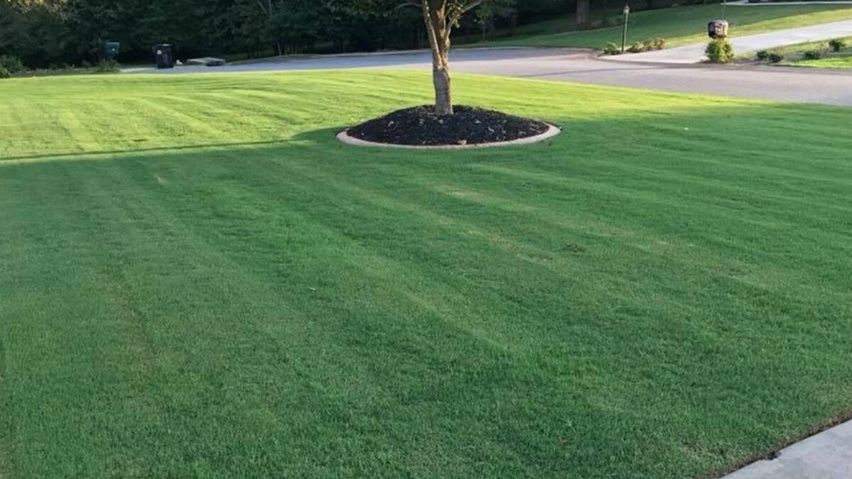 Images Top Turf Lawn Care and Pest Management